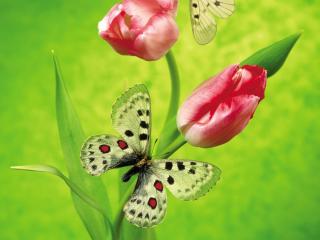 обои Содружество тюльпанов и бабочек фото