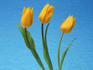 обои Ярко желтые тюльпаны на голубом фоне фото