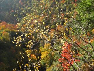 обои Горный лес в октябре фото