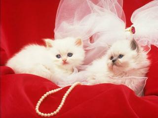 обои Котята на красной ткани с белыми бусами фото