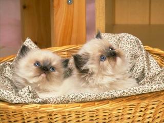 обои Миленькие котятки в соломенной корзинке фото