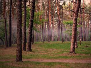 обои Подмосковный лес фото