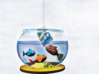 обои Рыбки в аквариуме тянутся к доллару фото