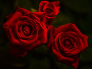 обои Алые розы фото