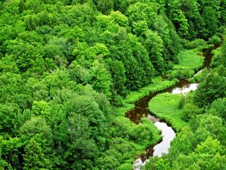 обои Речка среди густого зеленого леса фото