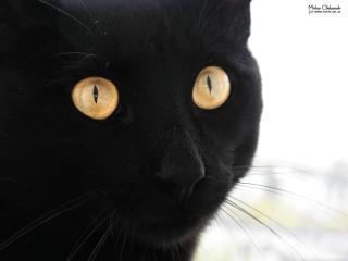 обои для рабочего стола: Черная кошка с большими глазами