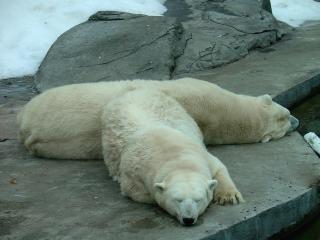 обои Два медведя спят на камнях фото