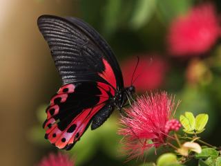 обои Черно-красная бабочка фото