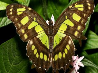 обои Коричневая бабочка с зелеными пятнами фото