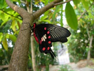 обои Черная бабочка с красными пятнами фото