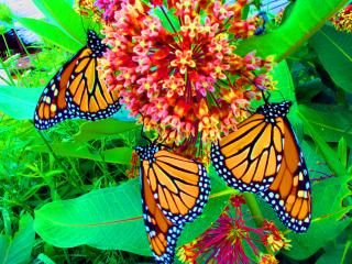 обои Яркие бабочки фото