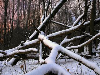 обои Поваленные деревья, заваленные снегом фото
