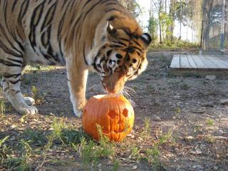 обои Тигр и фигурная тыковка Хеллоуин фото