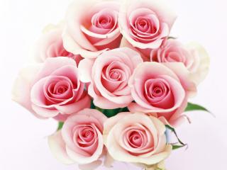 обои Букет нежно-розовых роз фото