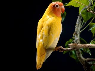 обои Желтый попугайчик с оранжевой головой фото