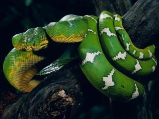 обои Зеленая змея с белыми полосками фото