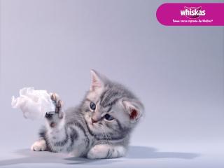 обои Whiskas - котенок с бумажкой фото