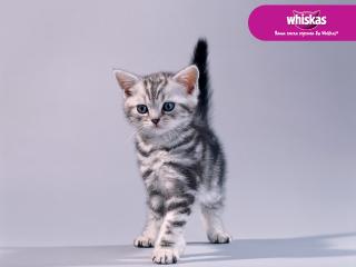 обои для рабочего стола: Whiskas - настороженный котенок