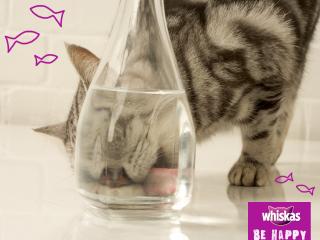 обои для рабочего стола: Whiskas - кот лижет вазу