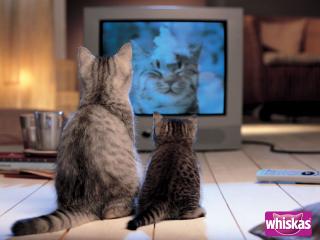 обои для рабочего стола: Whiskas - кошка с котенком смотрят рекламу