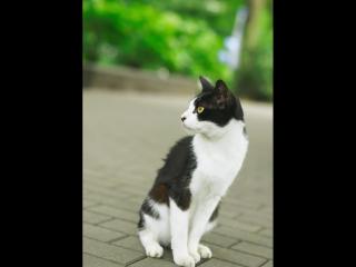 обои Черно-белый кот с зелеными глазами фото