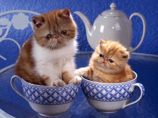 обои Кошка и котенок сидят в чашках фото