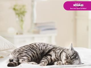 обои Whiskas - спящий полосатый кот фото