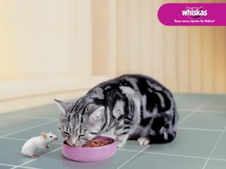 обои Whiskas - кот и мышка фото