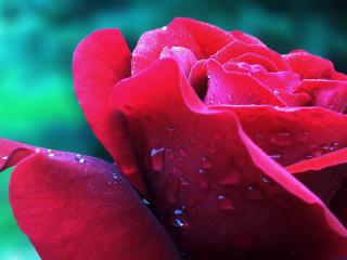 обои Красная роза с капельками росы фото