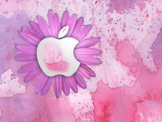 обои Логотип Apple на хризантеме фото