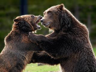 обои Битва медведей за территорию фото