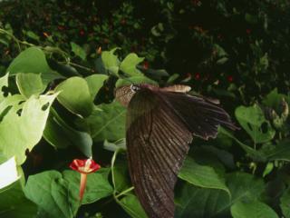 обои Черно-коричневая бабочка фото