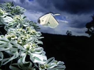 обои Белая бабочка у цветов фото