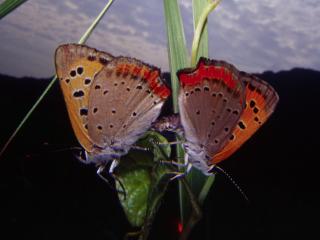 обои Две разноцветные бабочки фото
