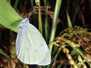 обои Белая бабочка на зеленом листе фото