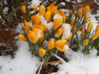 обои Желтые цветы под снегом фото