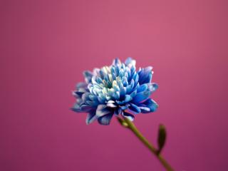 обои Синий цветок фото