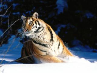 обои Удивленный тигр фото
