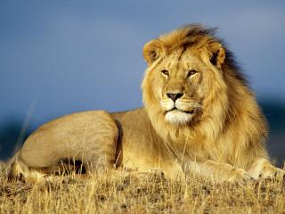 обои Лев - царь зверей фото