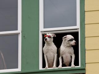обои Две собаки смотрят из окна фото