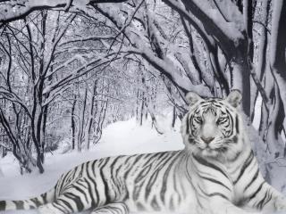 обои Белый тигр в снежном лесу фото