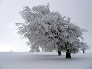 обои Дерево на пустыне снега фото
