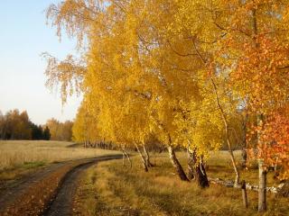 обои Большой лес фото