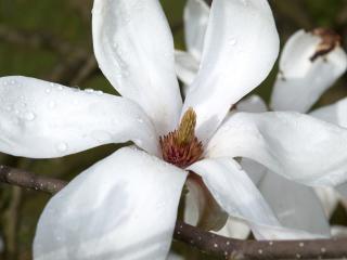 обои Белый цветок с росой фото