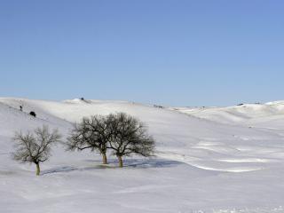обои Зимние холмы с деревьями фото