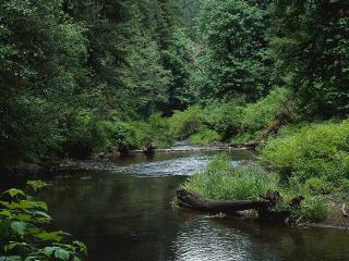 обои Небольшой ручей в лесу фото