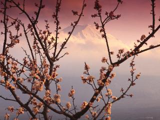 обои Япония, цветущие ветви сакуры фото