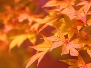 обои Япония - осенние листья фото