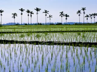 обои Тайвань. Выращивание риса фото