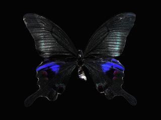 обои Бабочка с ажурными крыльями фото